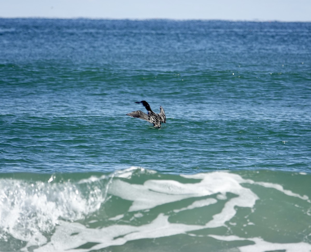 Common Loon - ML644559152