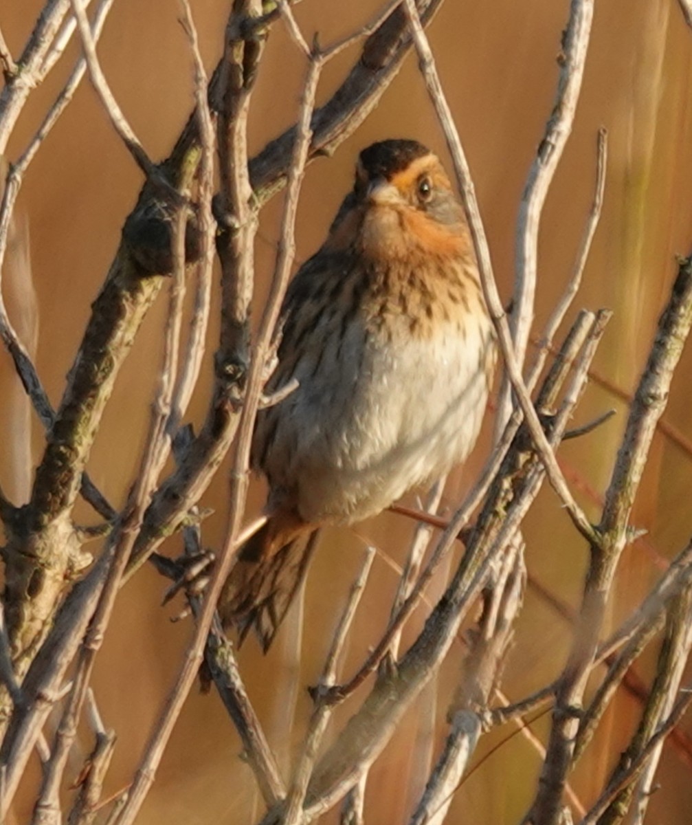 Nelson's Sparrow - ML644559160