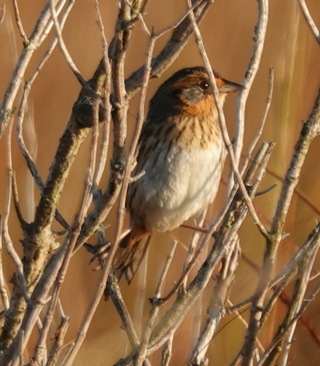 Nelson's Sparrow - ML644559161