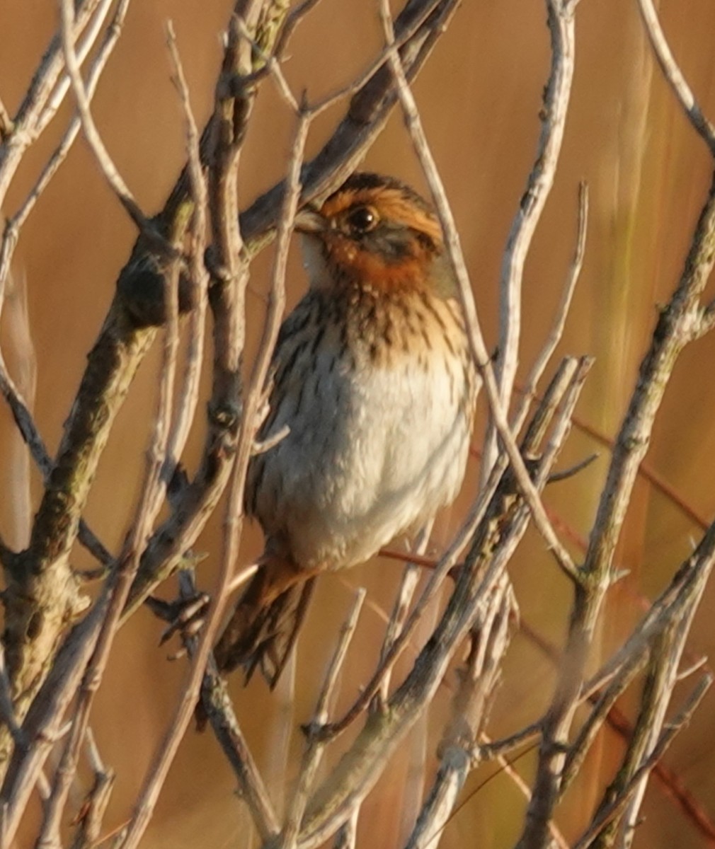 Nelson's Sparrow - ML644559162
