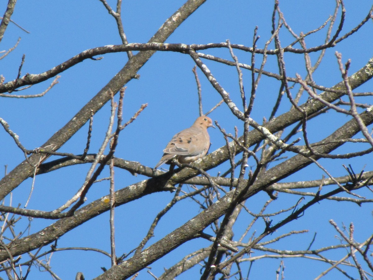 Mourning Dove - ML644559183