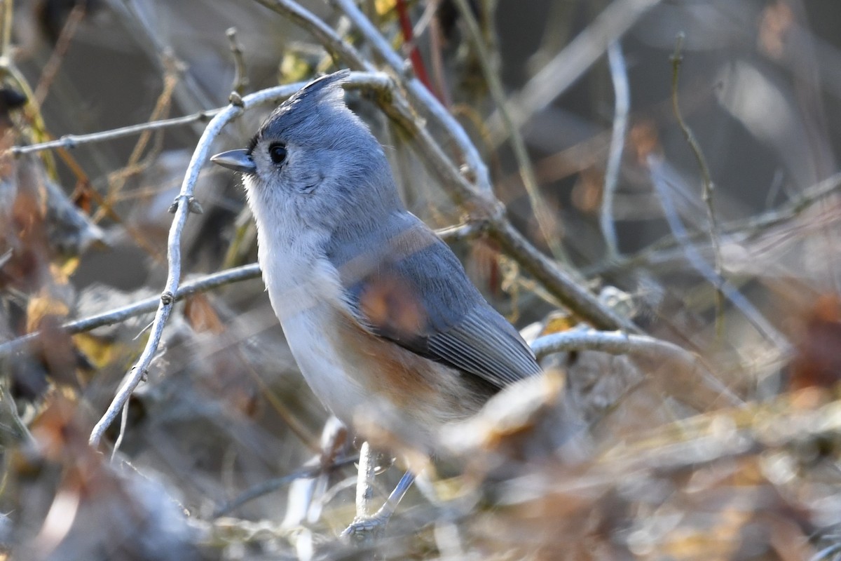 gråduskmeis - ML644559188