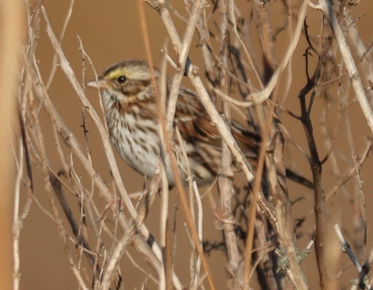 Savannah Sparrow - ML644559192