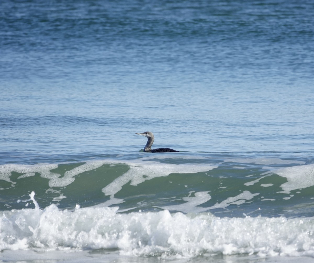 Plongeon catmarin - ML644559197