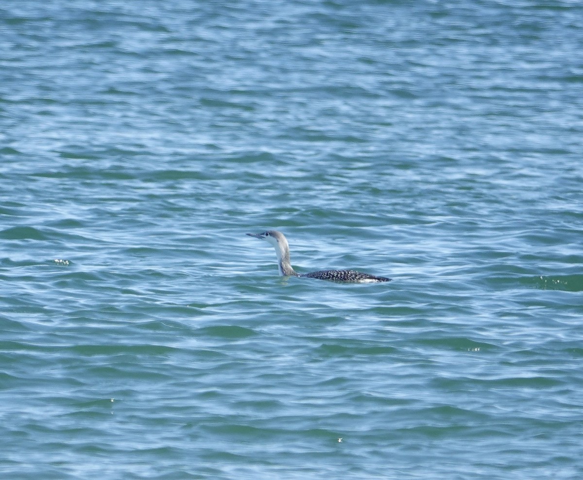 Plongeon catmarin - ML644559198