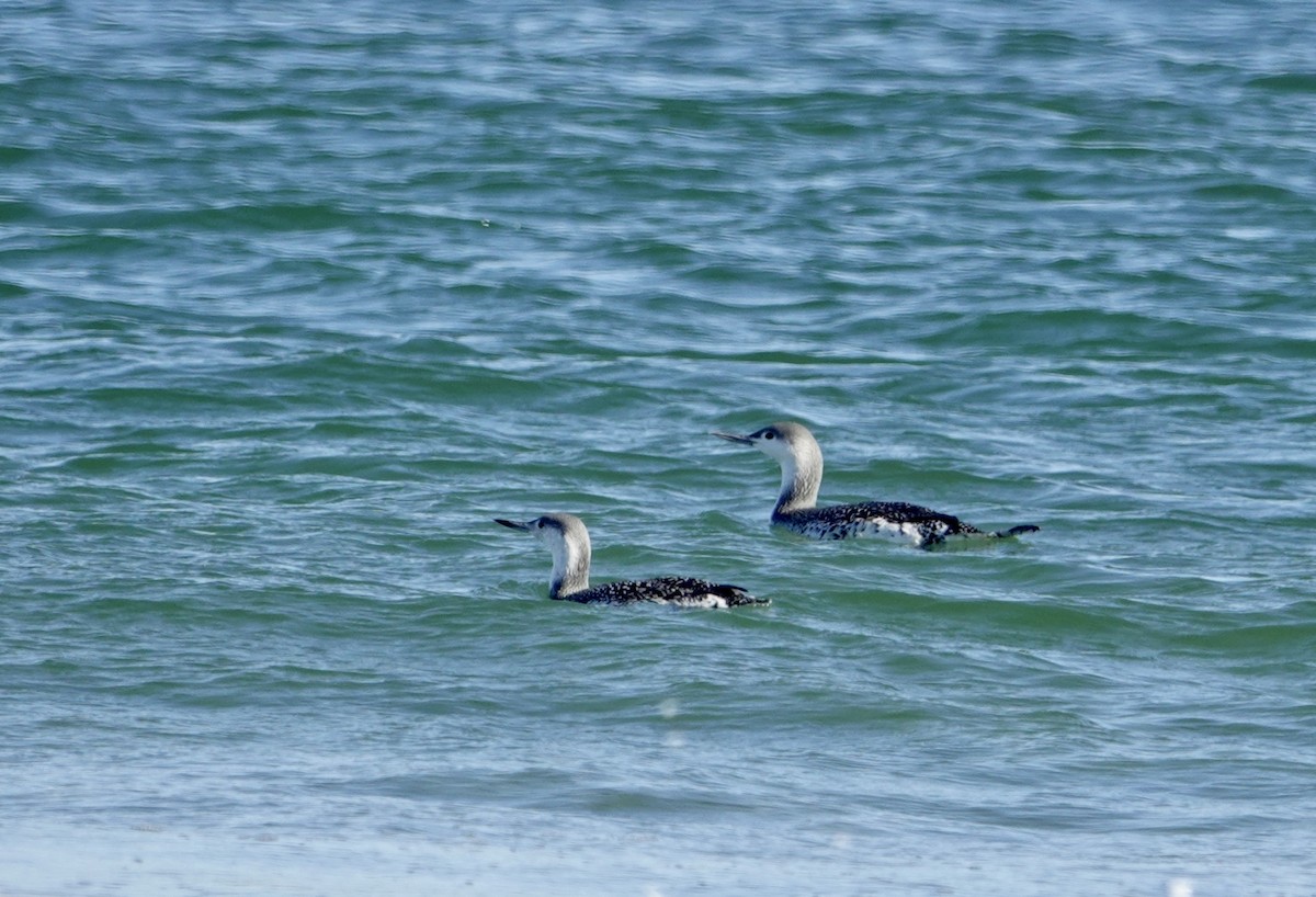Plongeon catmarin - ML644559199