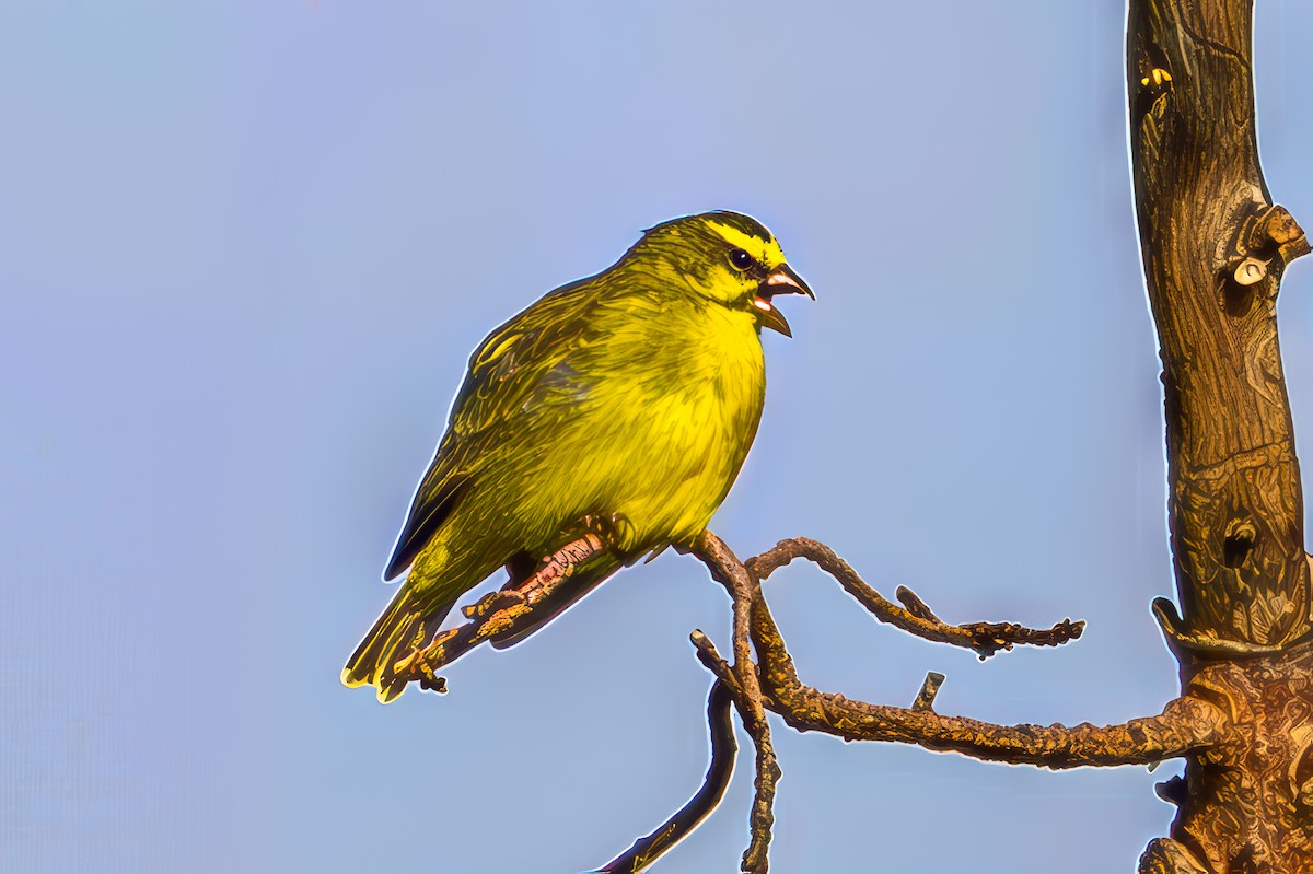 キマユカナリア - ML644559209