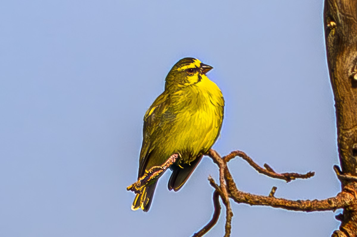 キマユカナリア - ML644559210