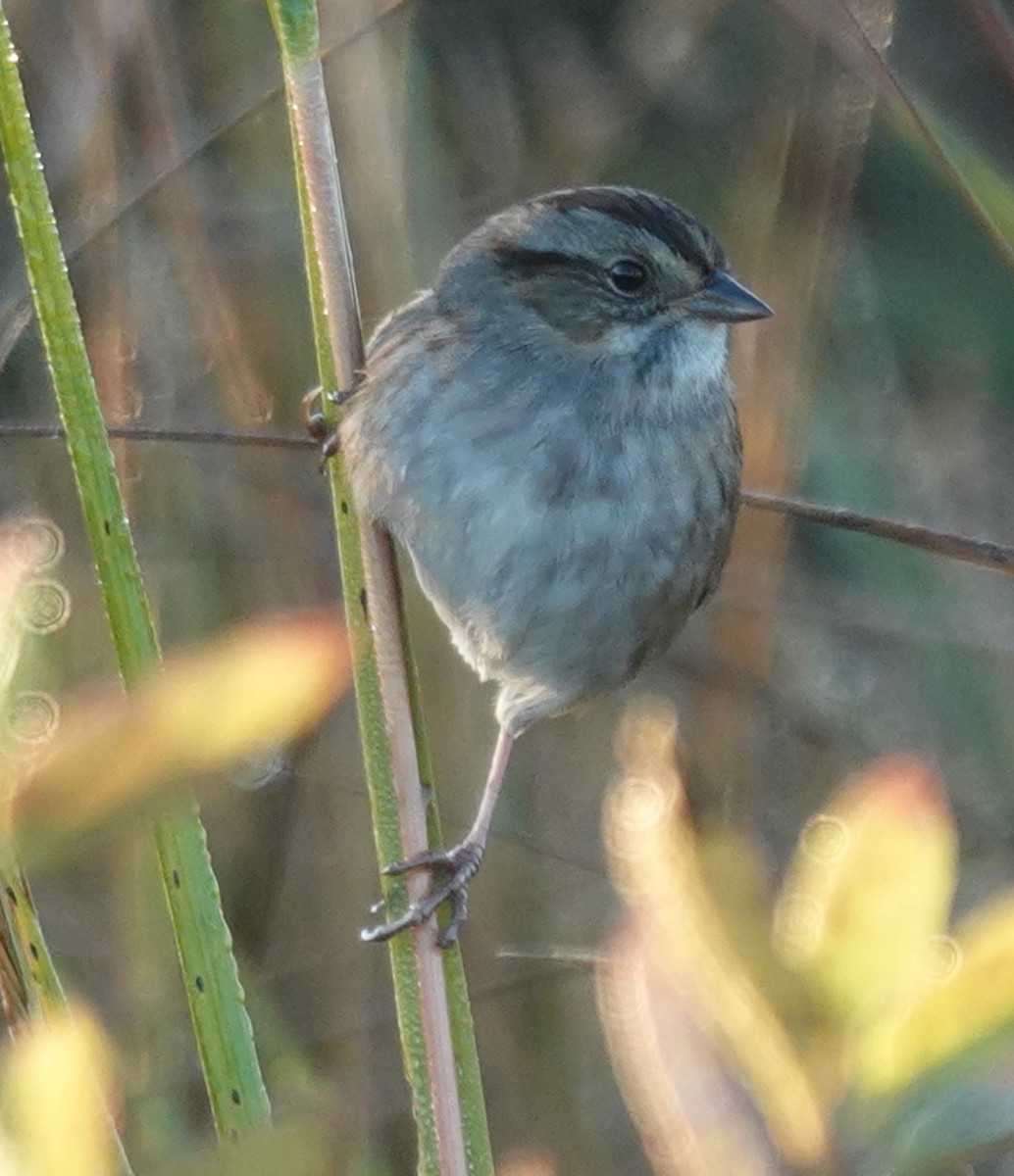 Swamp Sparrow - ML644559211