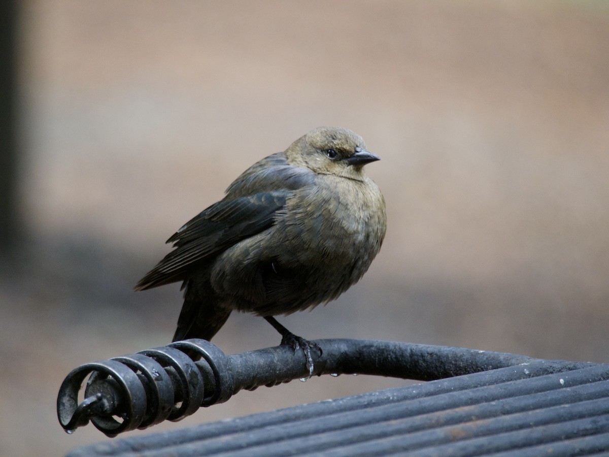 Brewer Karatavuğu - ML644559213