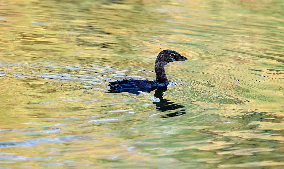 ringnebbdykker - ML644559215