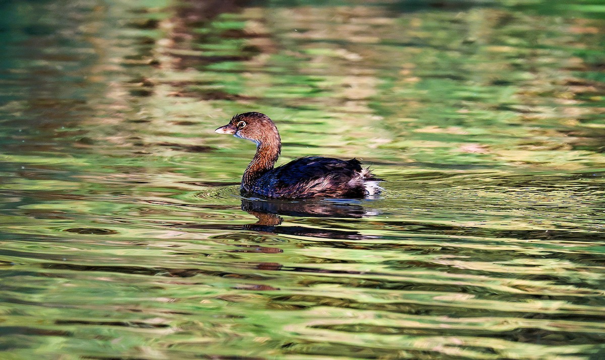 ringnebbdykker - ML644559216