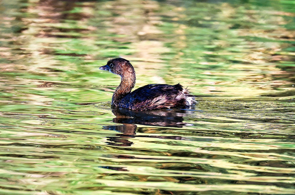 ringnebbdykker - ML644559217