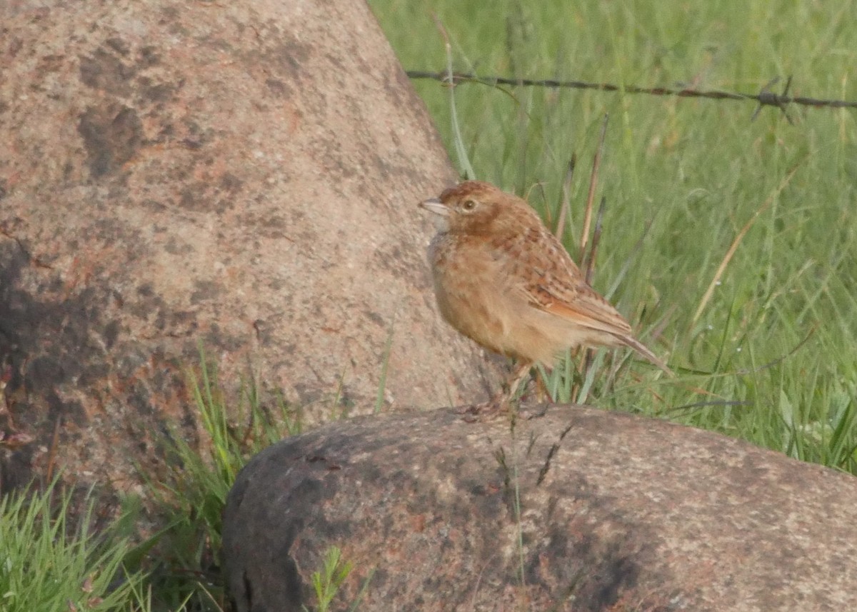 Ботсванский жаворонок - ML644559224