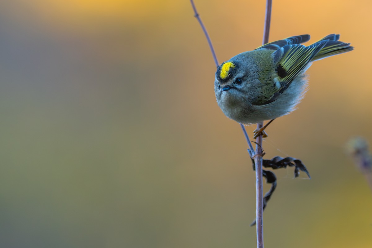 Golden-crowned Kinglet - ML644559225