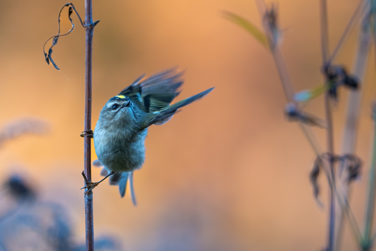 Golden-crowned Kinglet - ML644559226