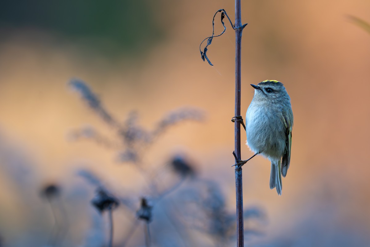 Golden-crowned Kinglet - ML644559227