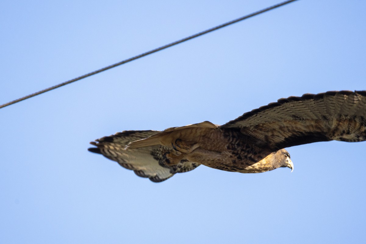 Busardo Colirrojo - ML644559242