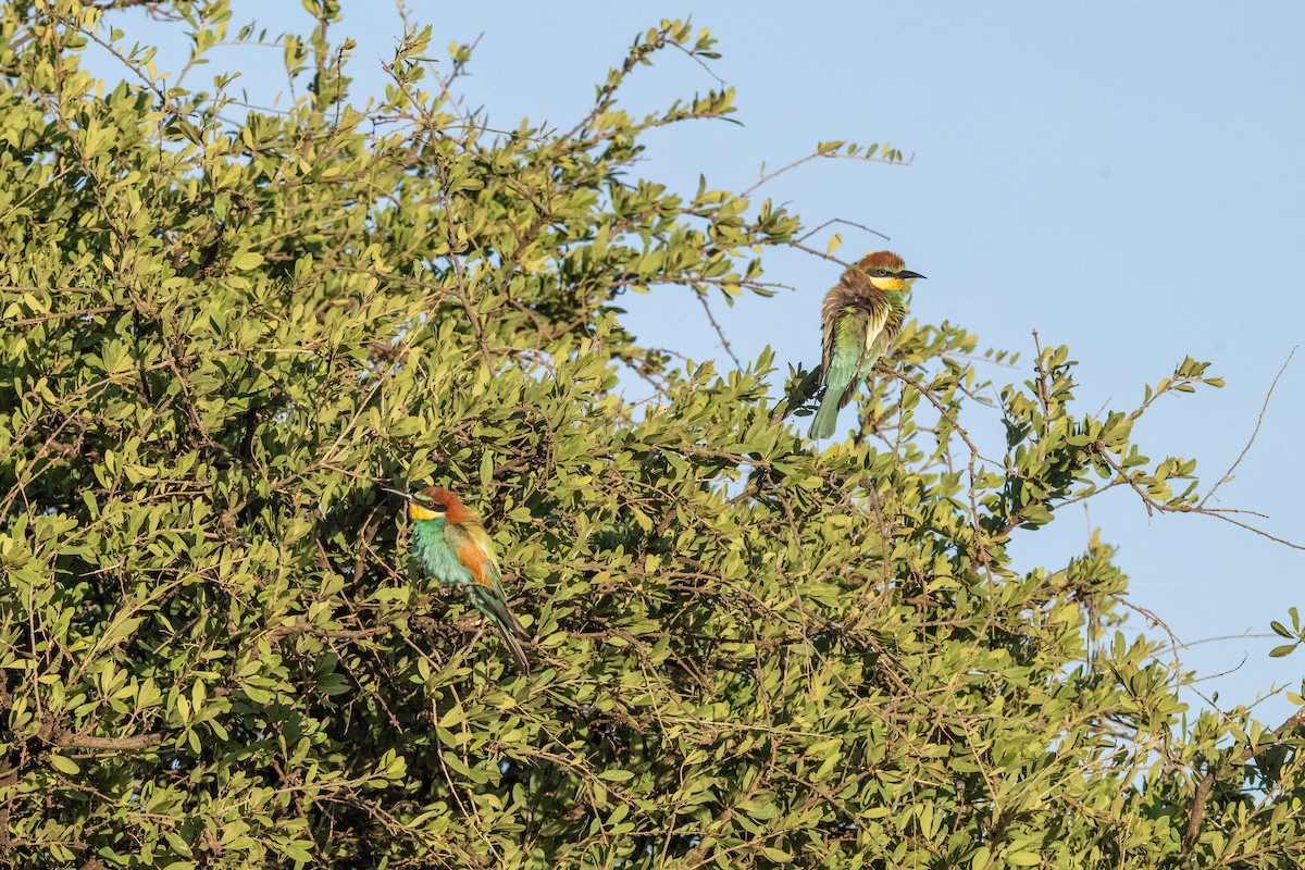 שרקרק מצוי - ML644559251