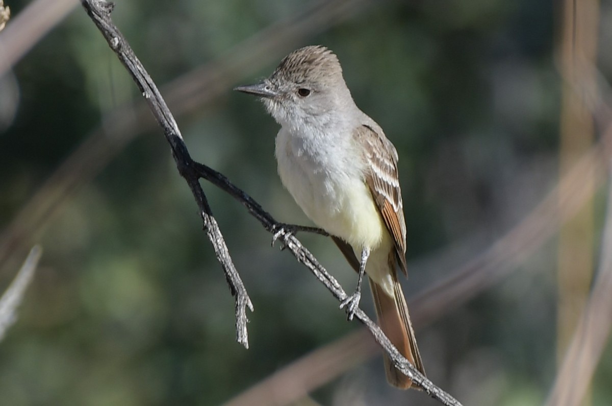 Ash-throated Flycatcher - ML644559254