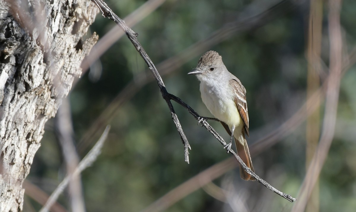 Ash-throated Flycatcher - ML644559255