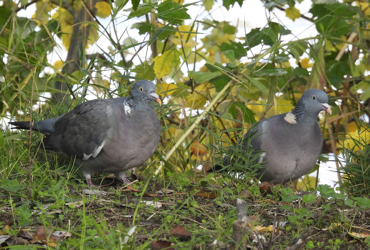 Pagausoa - ML644559260