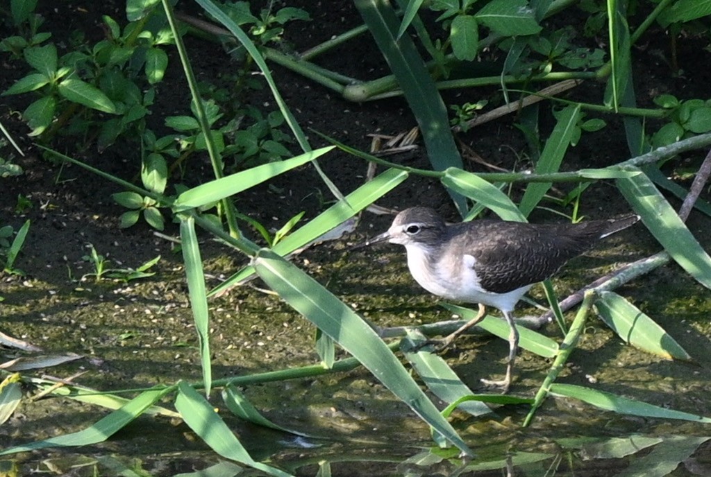 pisík obecný - ML644559261