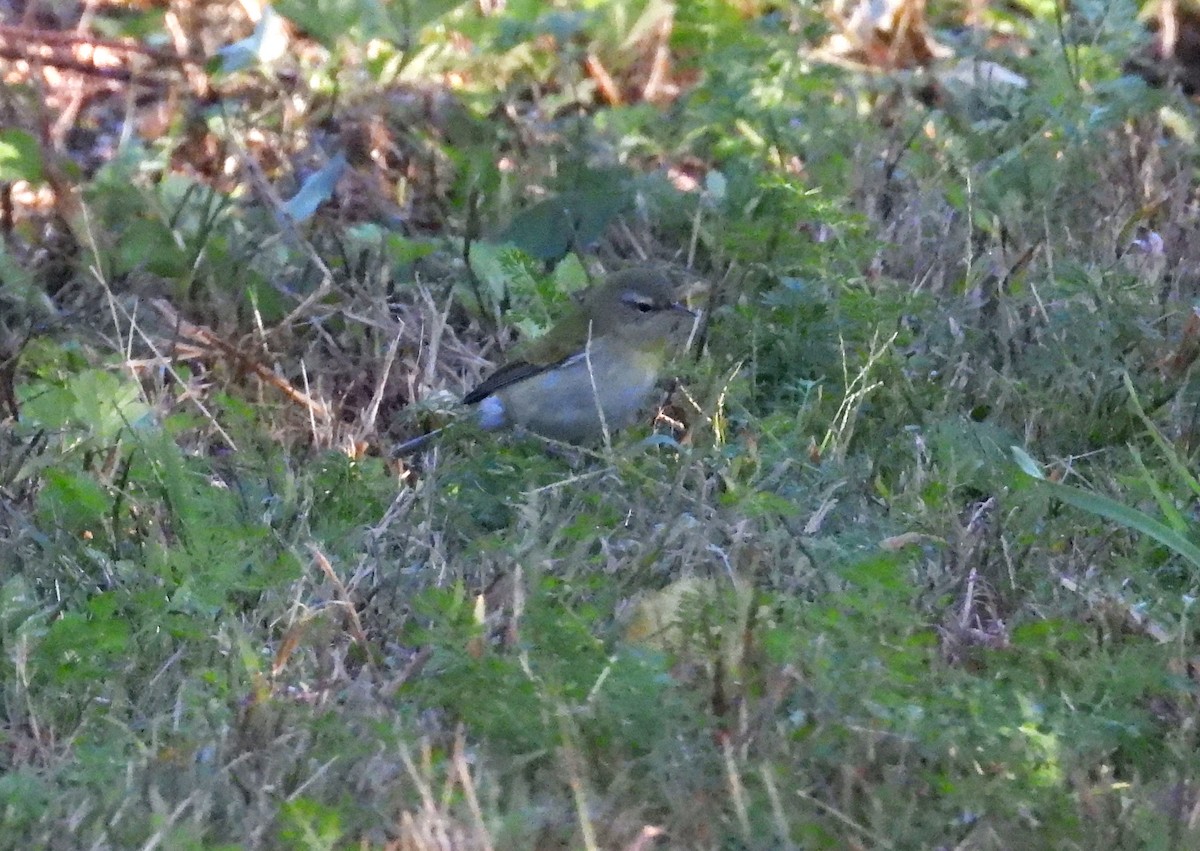 Tennessee Warbler - ML644559268