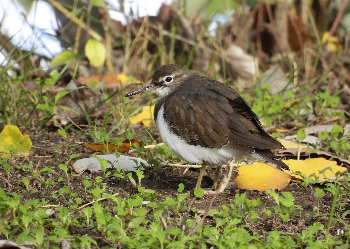 pisík obecný - ML644559271