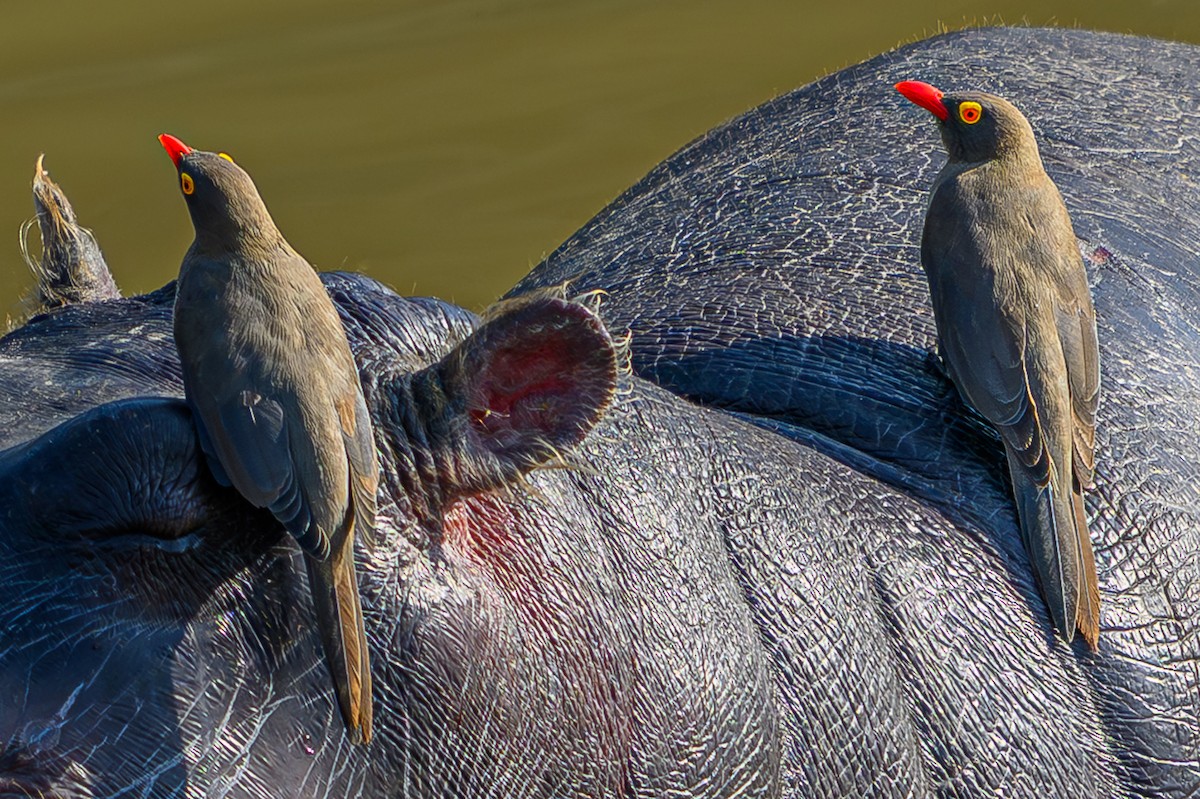 rødnebboksehakker - ML644559272