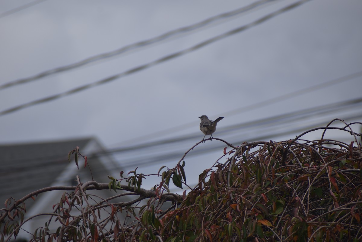 Northern Mockingbird - ML644559275