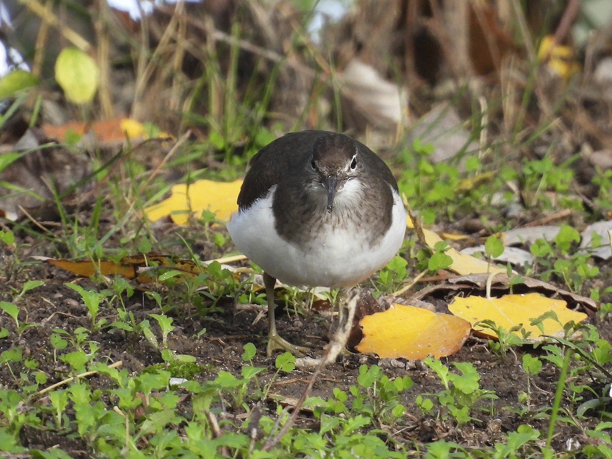 pisík obecný - ML644559276