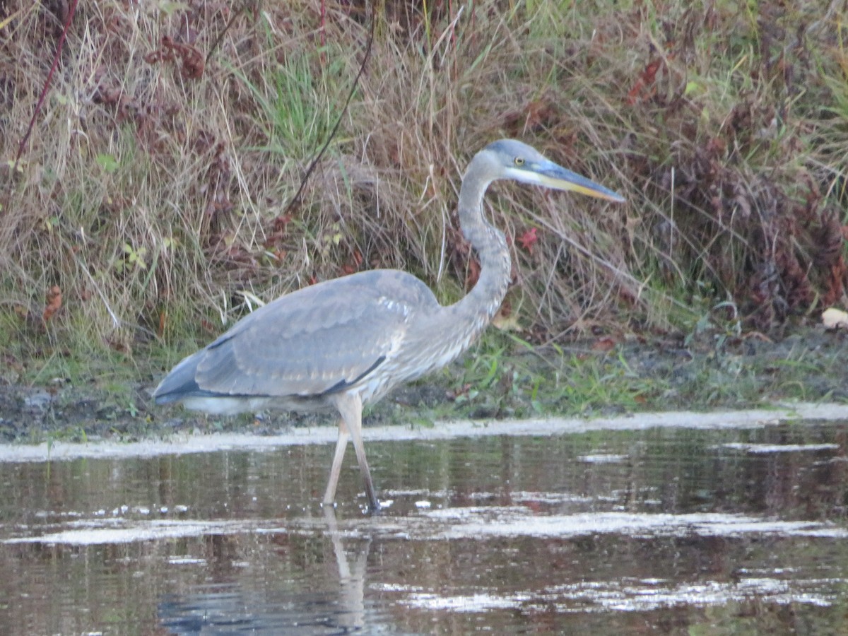 Great Blue Heron - ML644559277