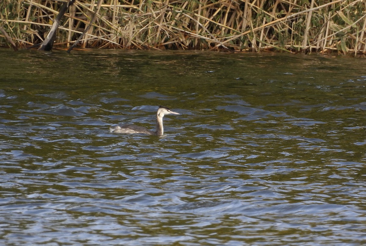 Murgil mottoduna - ML644559282