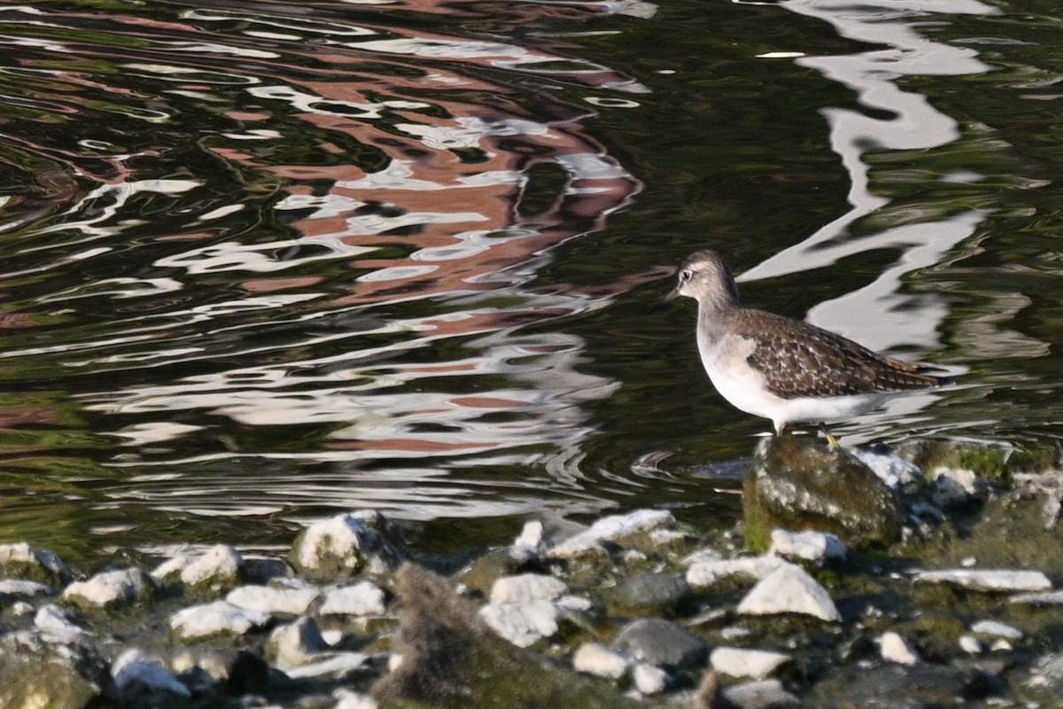 Wood Sandpiper - ML644559290