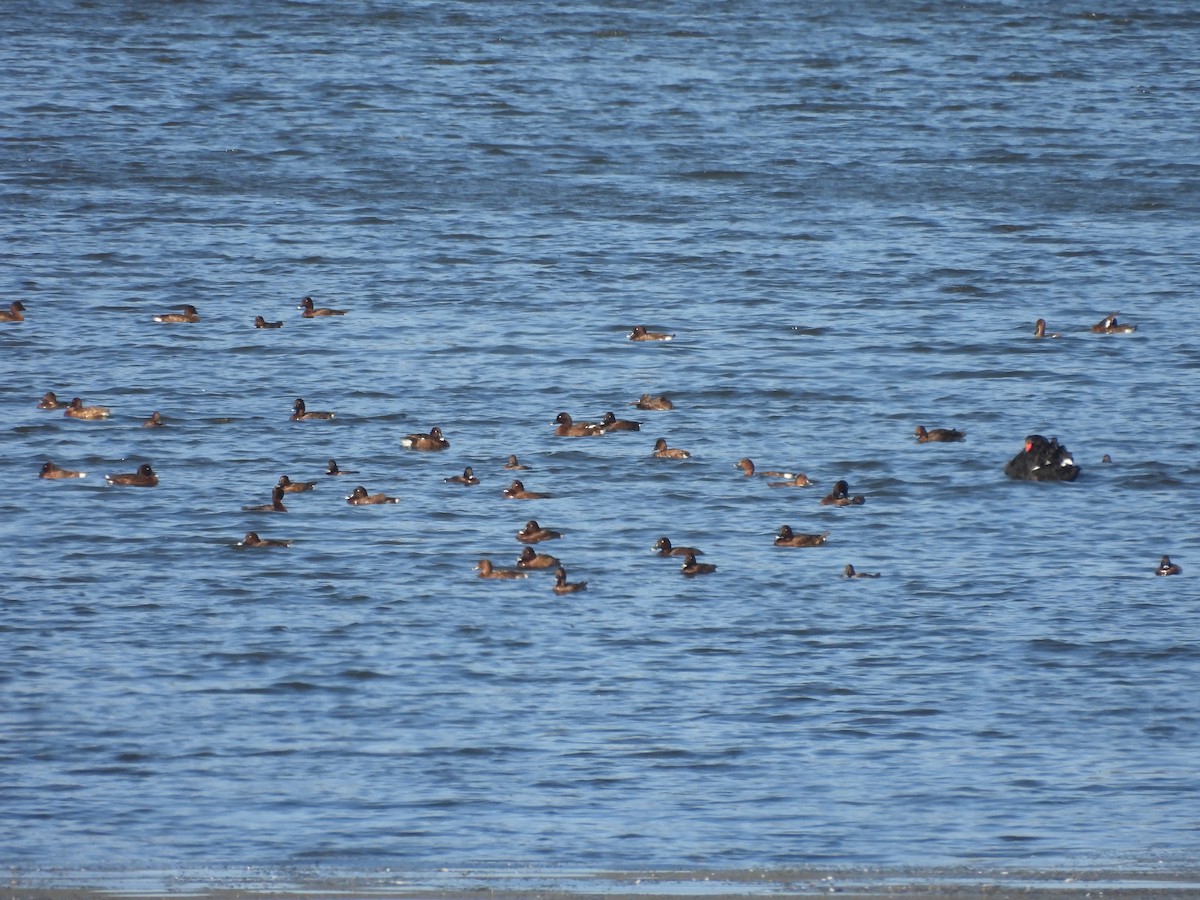 Hardhead - ML644559300