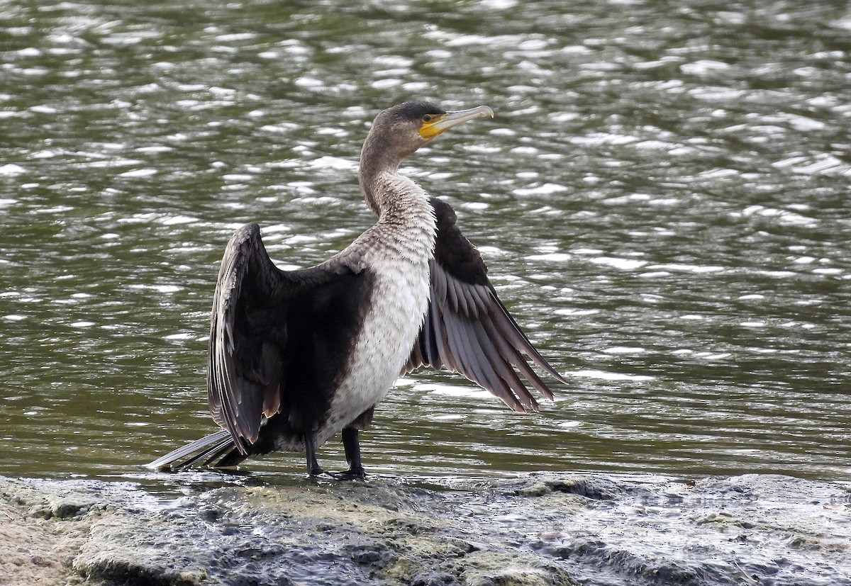 Ubarroi handia - ML644559301