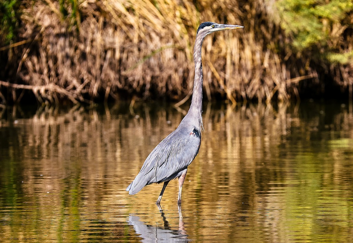 Great Blue Heron - ML644559302