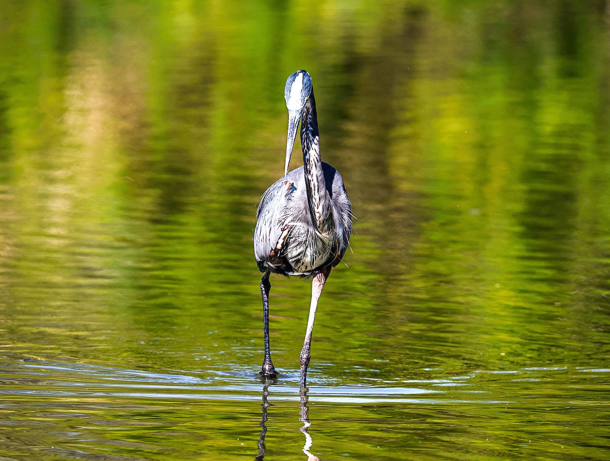Great Blue Heron - ML644559303