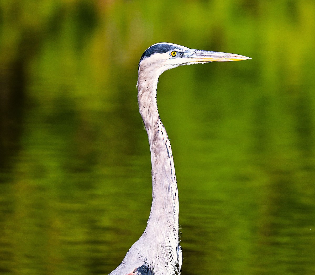 Great Blue Heron - ML644559304