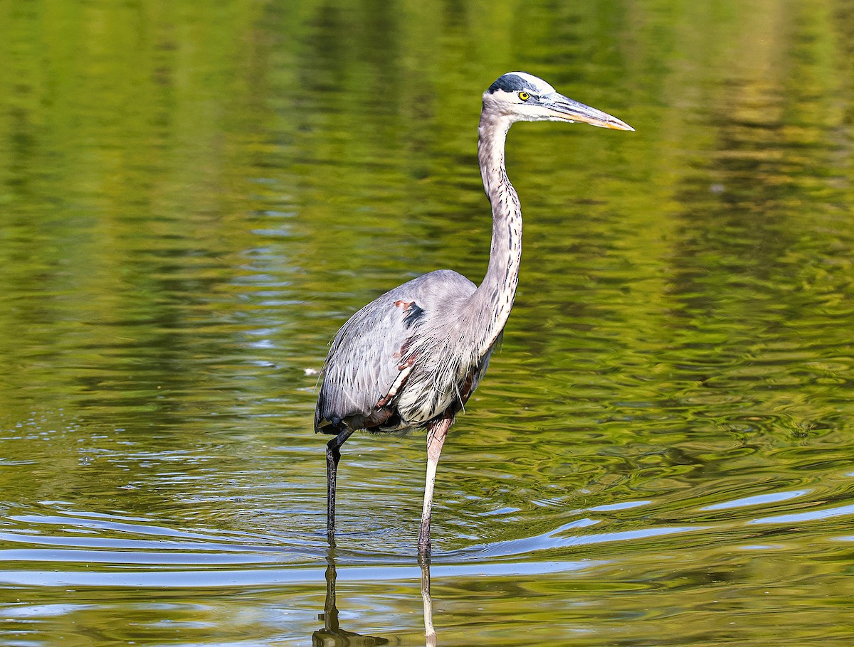 Great Blue Heron - ML644559305