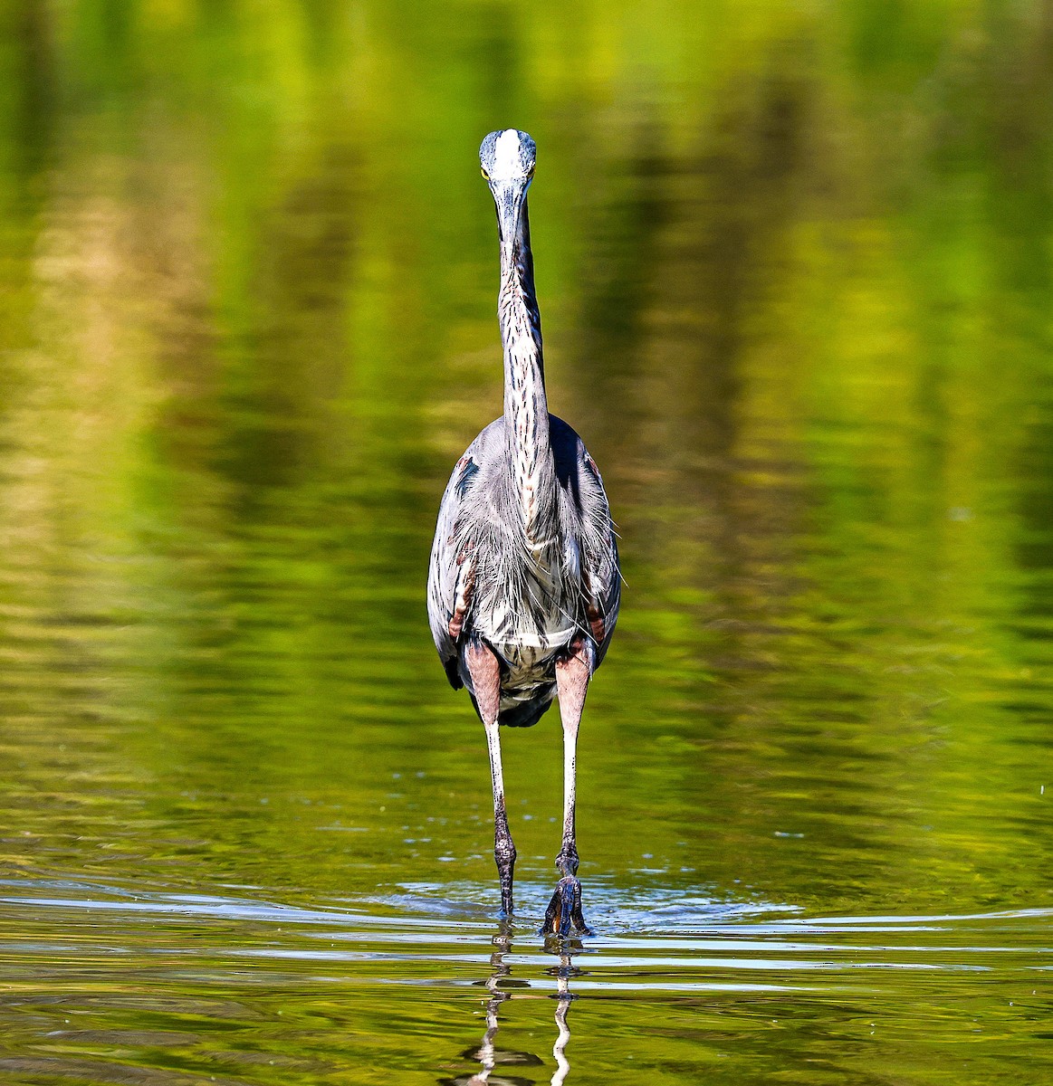 Great Blue Heron - ML644559307