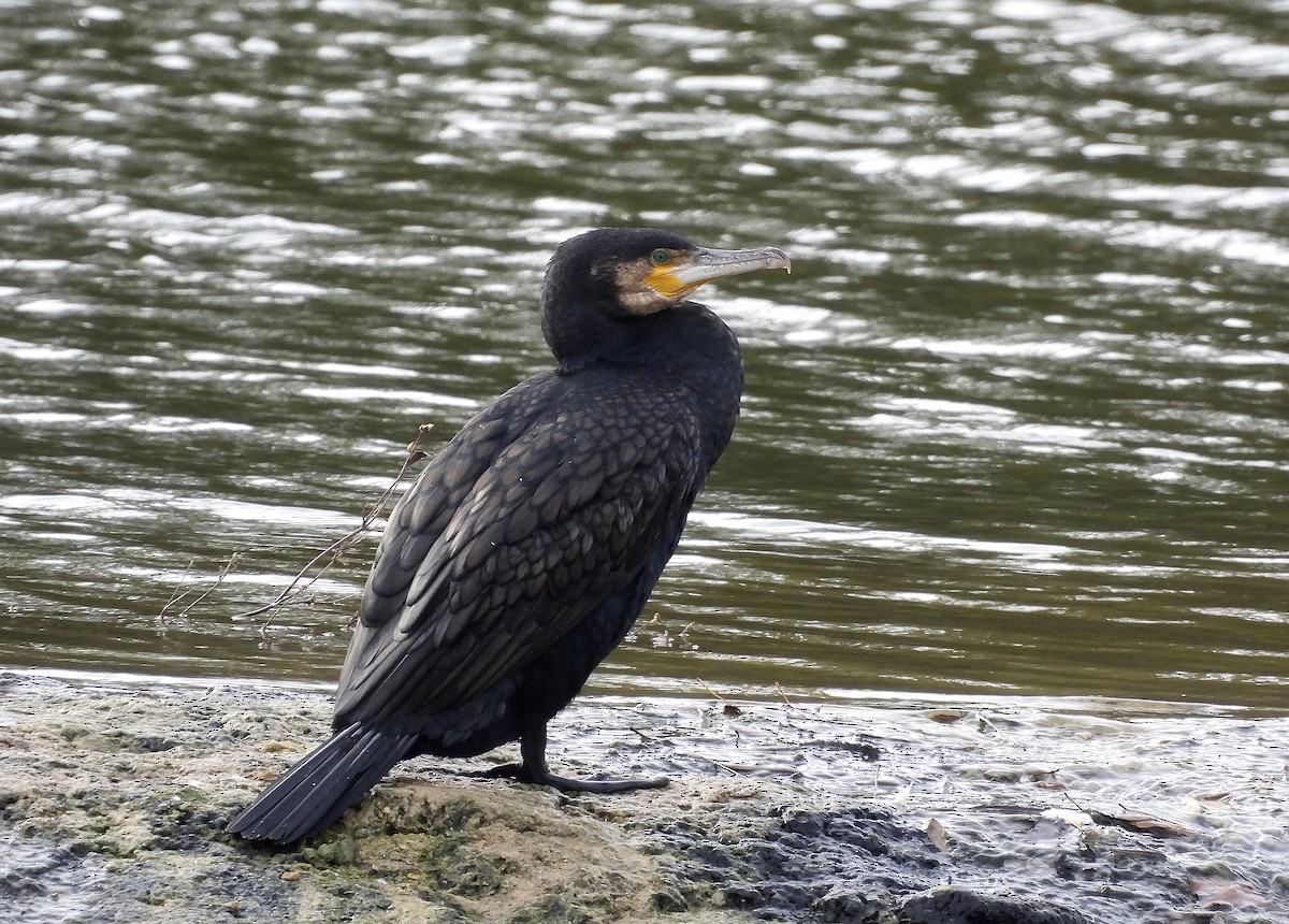 Ubarroi handia - ML644559309