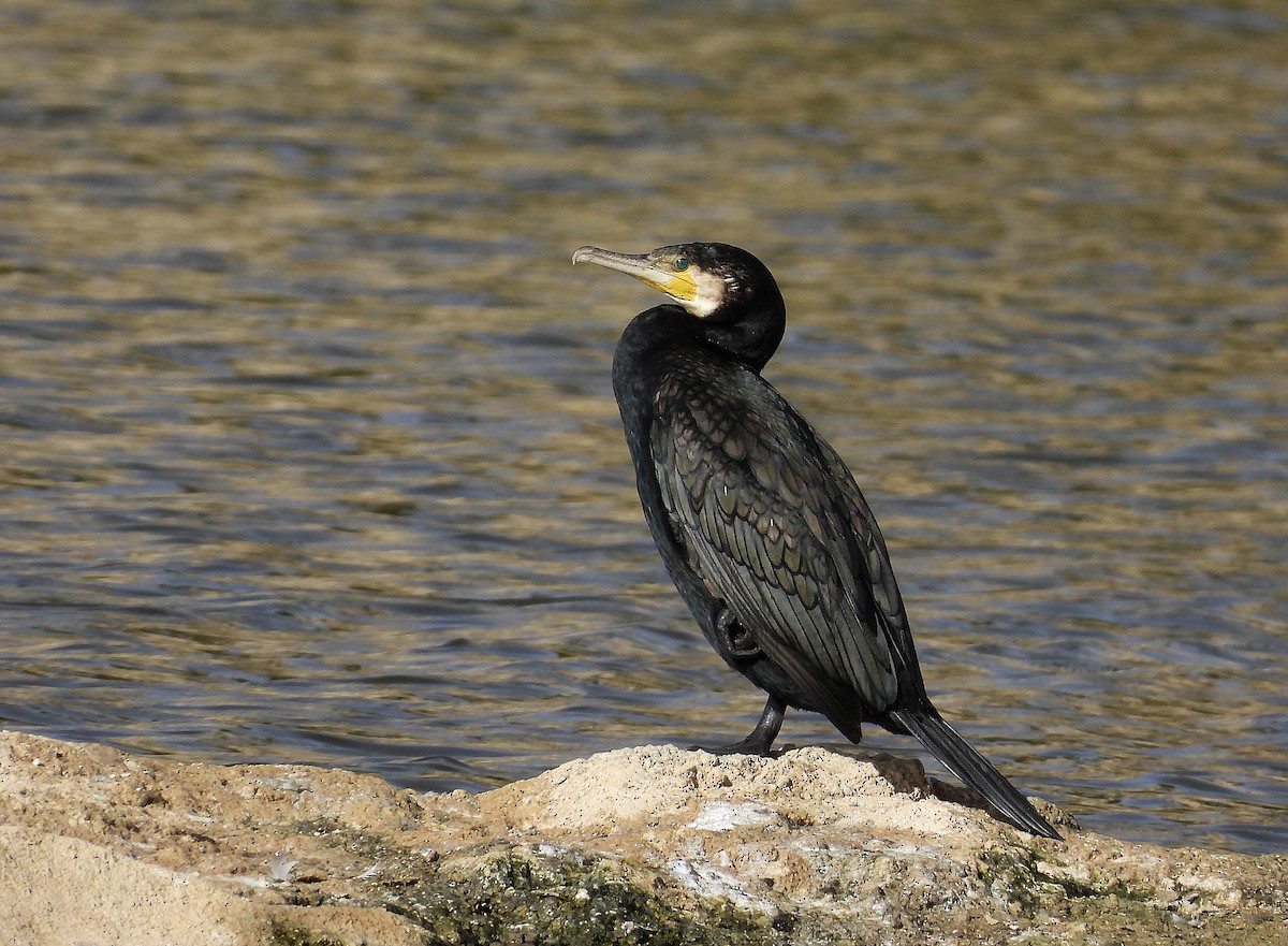 Ubarroi handia - ML644559310