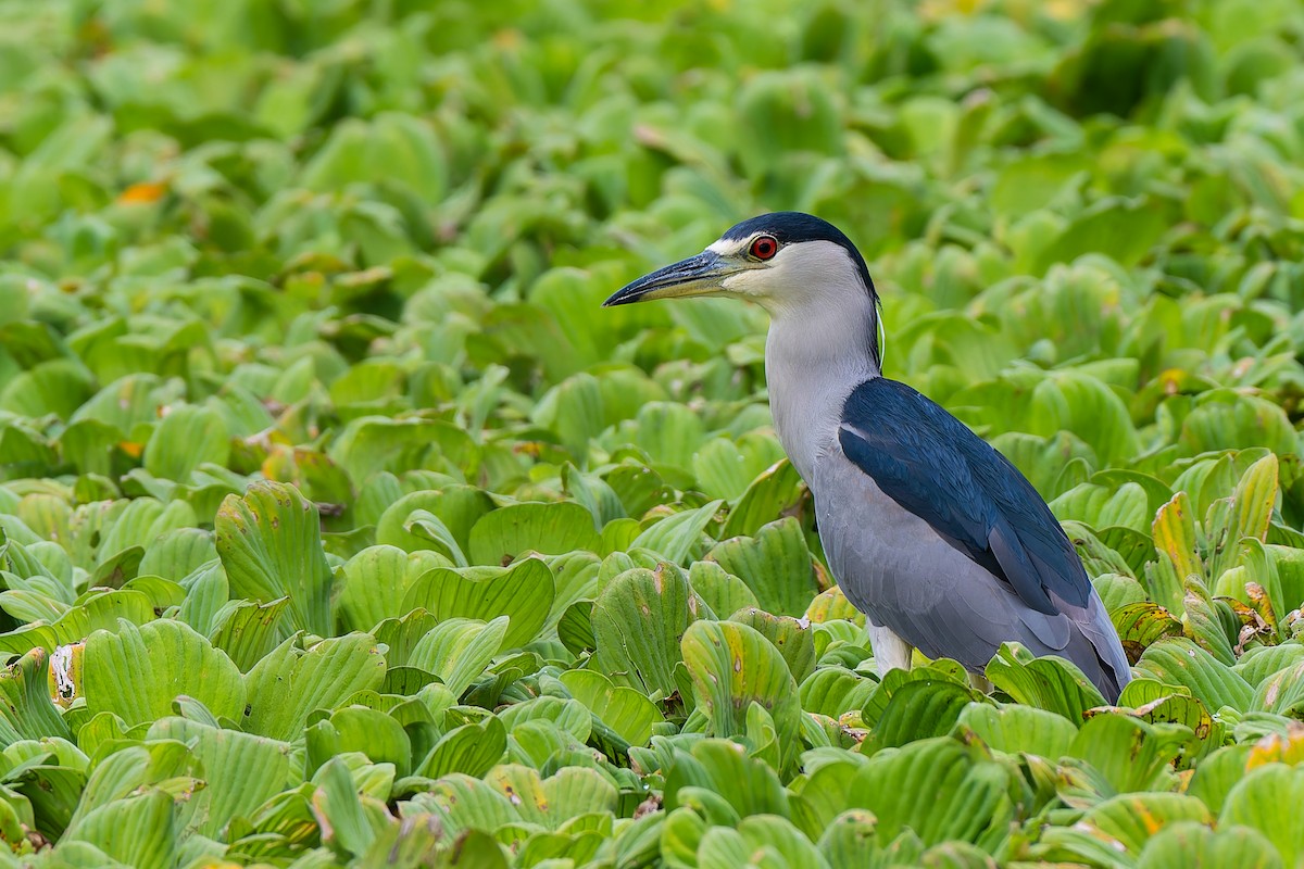 Black-crowned Night Heron - ML644559311