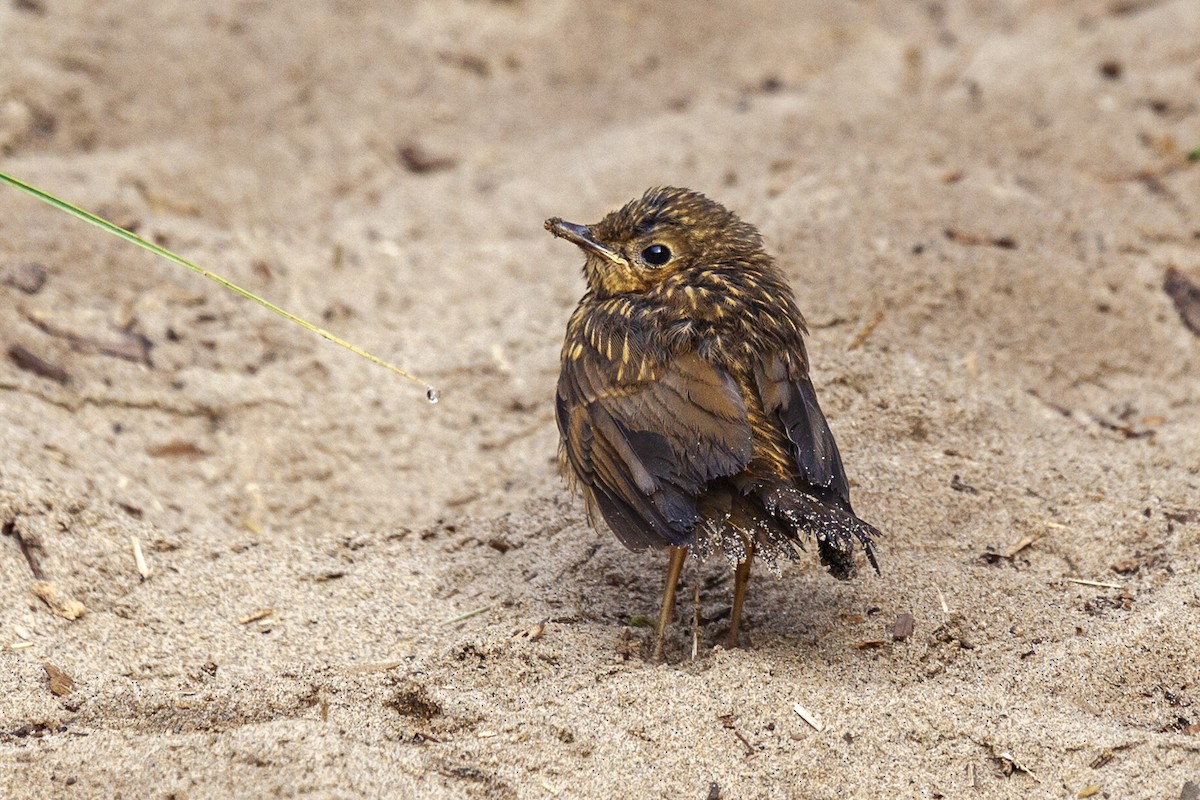 オリーブチャツグミ - ML644559320