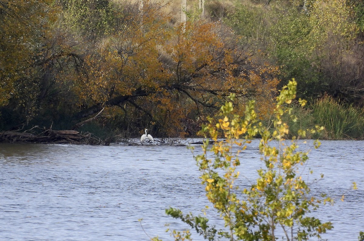 Koartza zuria - ML644559328