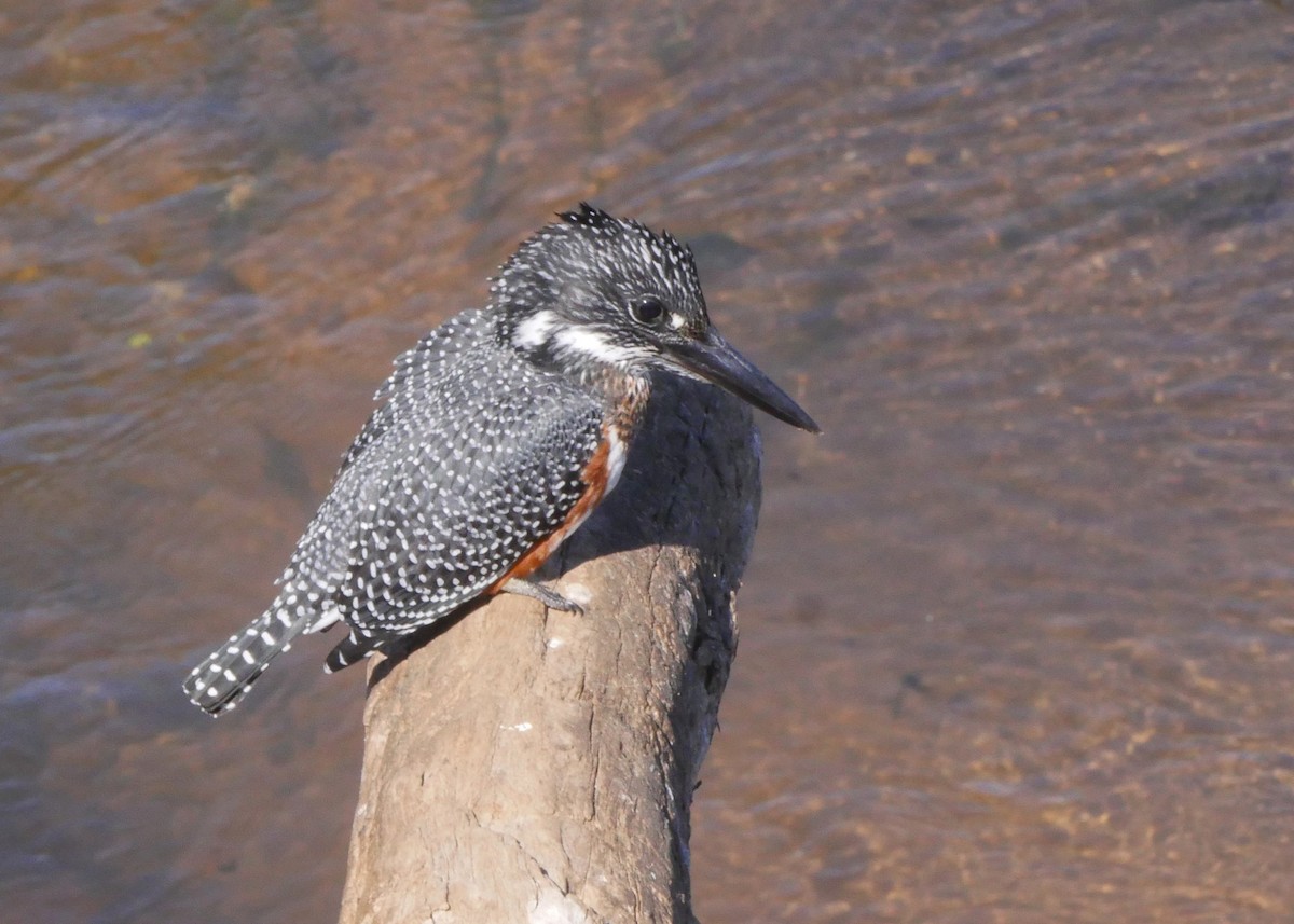 Giant Kingfisher - ML644559333