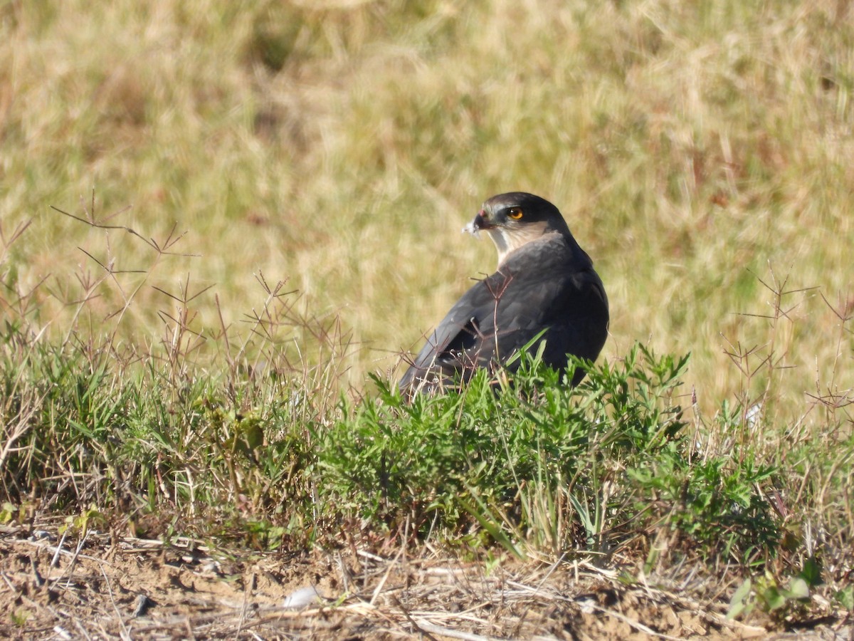 Cooper's Hawk - ML644559334