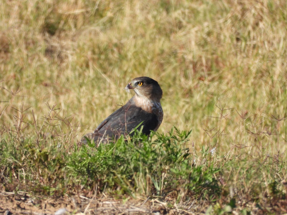 Cooper's Hawk - ML644559335